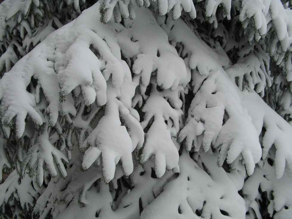 snowy tree near the Lake buildings